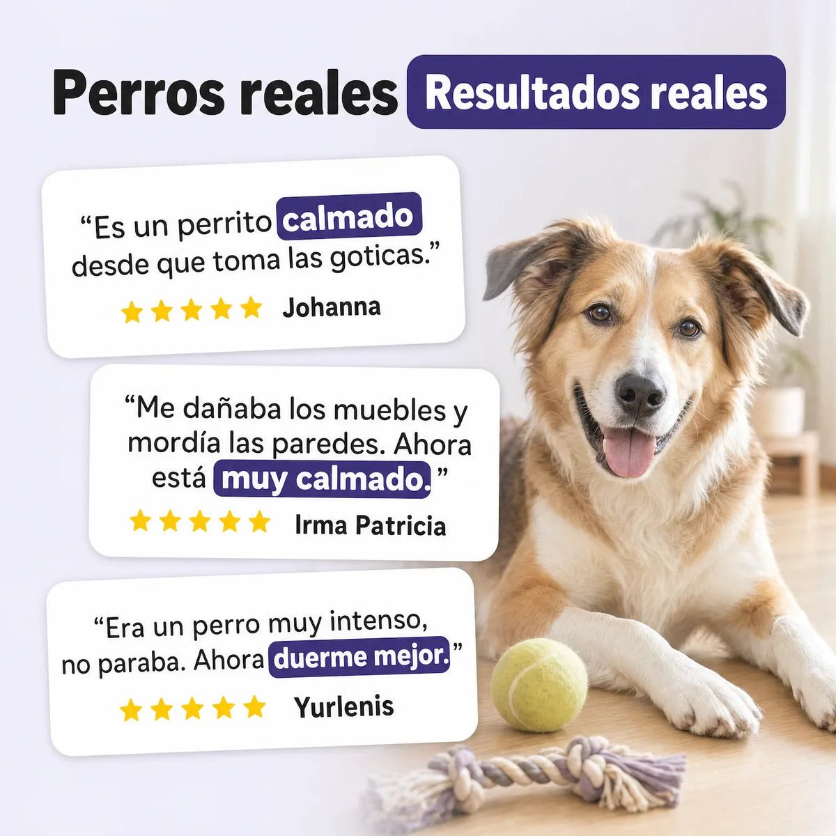 Testimonios reales de clientes de Calma Natural: perros más calmados