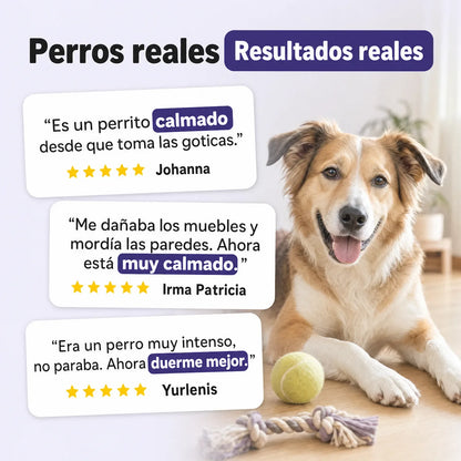 Testimonios reales de clientes de Calma Natural: perros más calmados